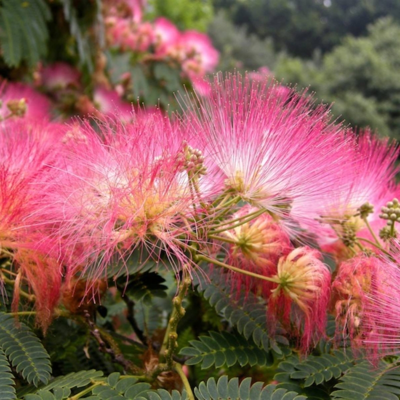 Persian Silk Tree Albizia julibrissin